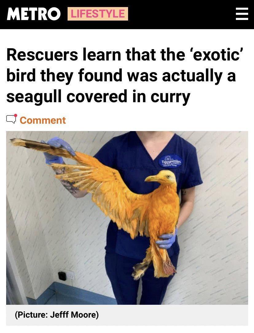 Rescuers learn that the exotic bird they found was actually a seagull covered in curry Z KL Picture Jefff Moore