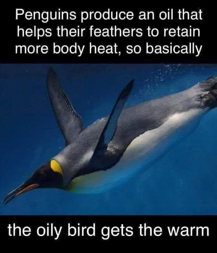 Penguins produce an oil that ISR GET R CEVG ISR M more body heat so basically the oily bird gets the warm