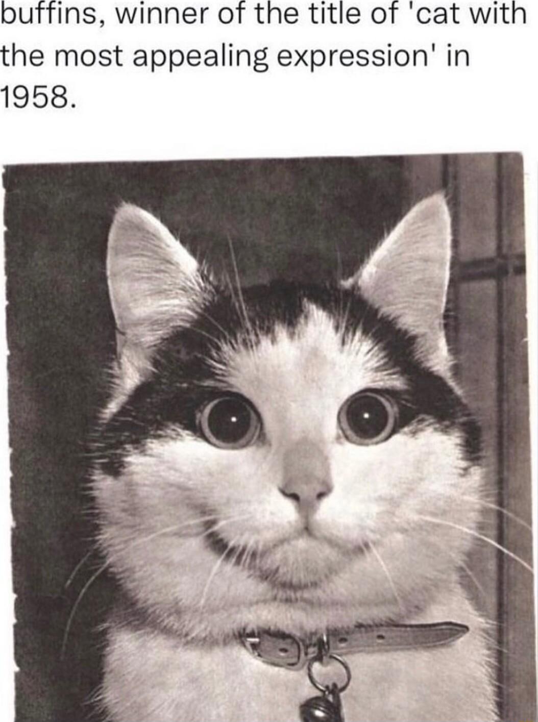 butfins winner of the title of cat with the most appealing expression in 1958