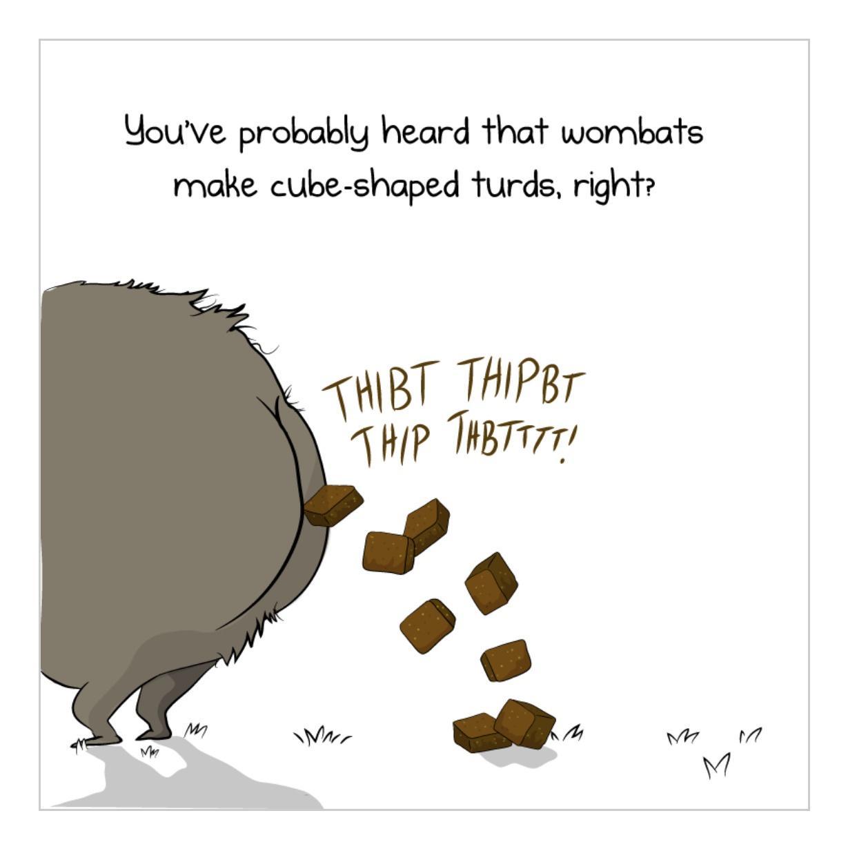 Youve probably heard that wombats make cube shaped turds right BT THIPBr TWHP Therrs 7