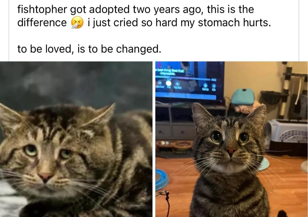 fishtopher got adopted two years ago this is the difference 2 i just cried so hard my stomach hurts to be loved is to be changed