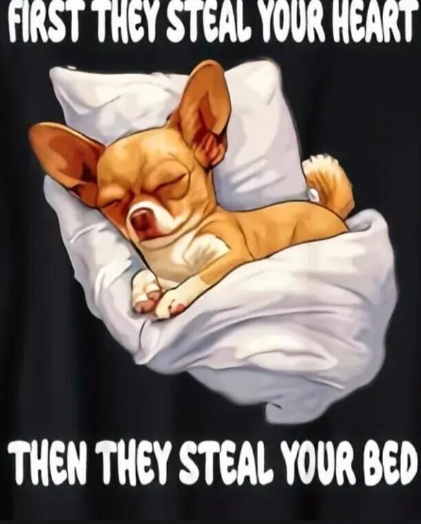 First they steal your heart, then they steal your bed