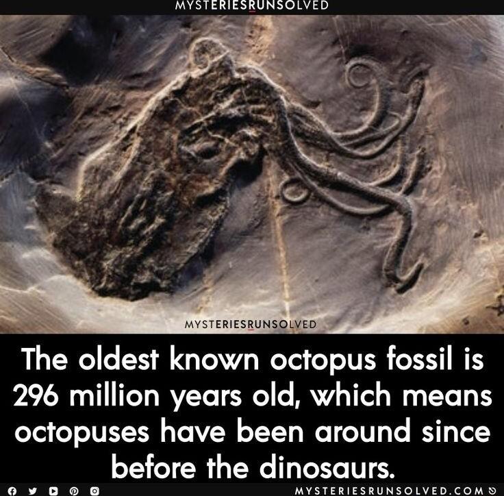 VSTERIESRUNSOED The oldest known octopus fossil is 296 million years old which means octopuses have been around since before the dinosaurs AR R T T