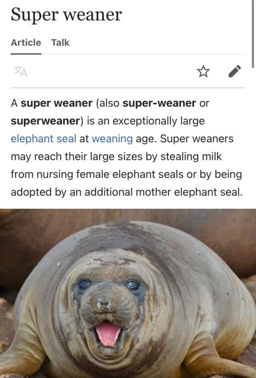 Super weaner Article Talk w o A super weaner also super weaner or superweaner is an exceptionally large elephant seal at weaning age Super weaners may reach their large sizes by stealing milk from nursing female elephant seals or by being adopted by an additional mother elephant seal