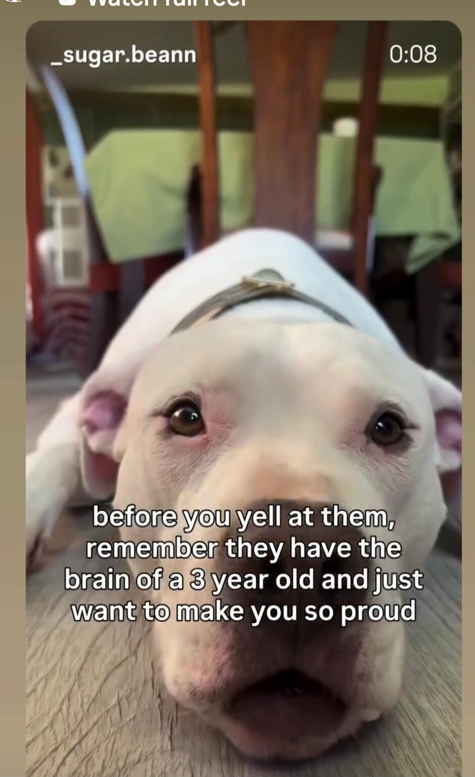 before you yell at them, remember they have the brain of a 3 year old and just want to make you so proud