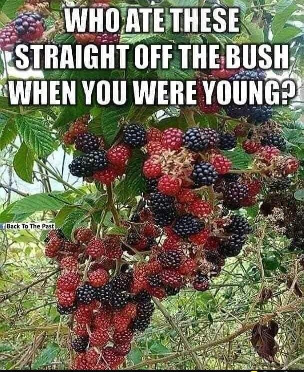 WHO ATE THESE STRAIGHT OFF THE BUSH WHEN YOU WERE YOUNG? Back To The Past
