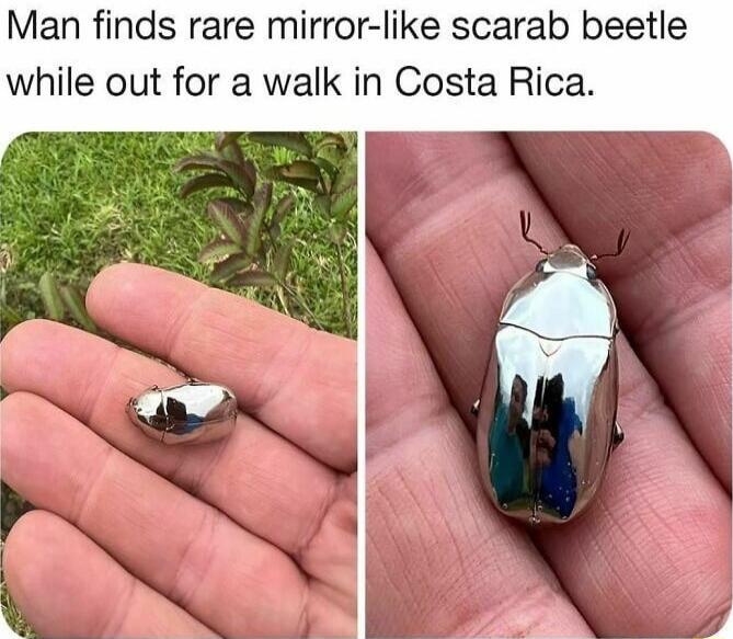 Man finds rare mirror like scarab beetle while out for a walk in Costa Rica