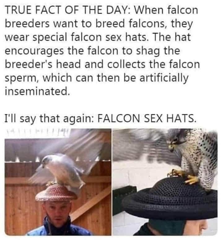 TRUE FACT OF THE DAY When falcon breeders want to breed falcons they wear special falcon sex hats The hat encourages the falcon to shag the breeders head and collects the falcon sperm which can then be artificially inseminated Ill say that again FALCON SEX HATS