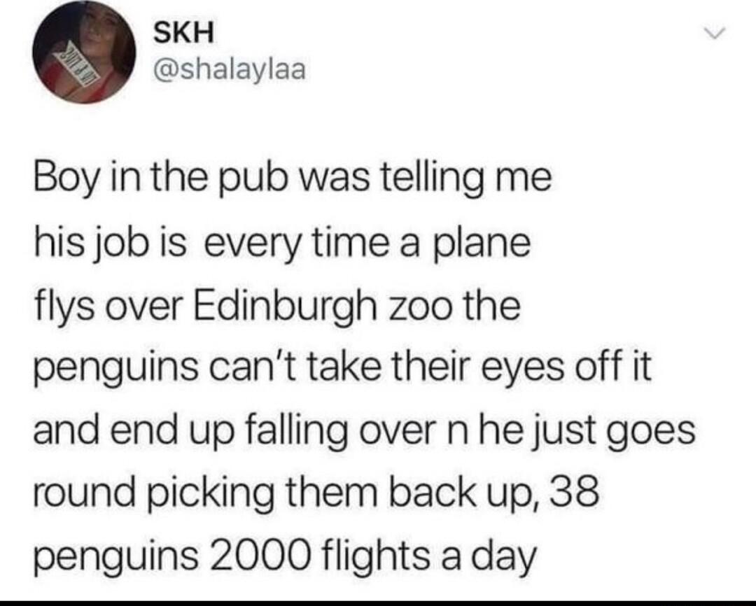 SKH shalaylaa Boy in the pub was telling me his job is every time a plane flys over Edinburgh zoo the penguins cant take their eyes off it and end up falling over n he just goes round picking them back up 38 penguins 2000 flights a day