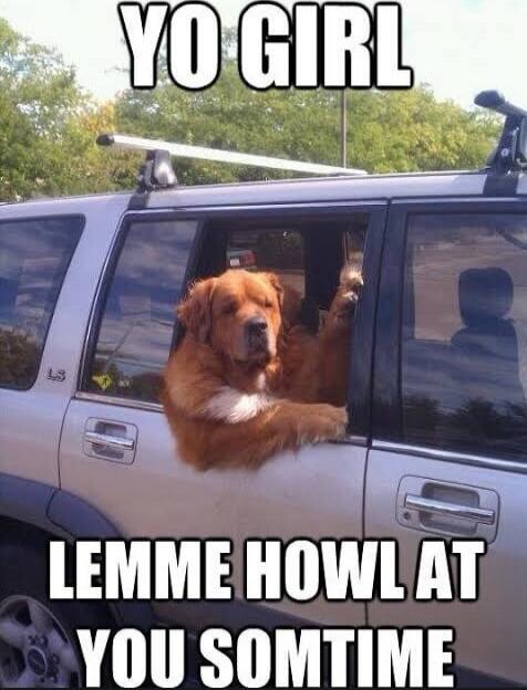 YO GIRL LEMME HOWL AT YOU SOMETIME