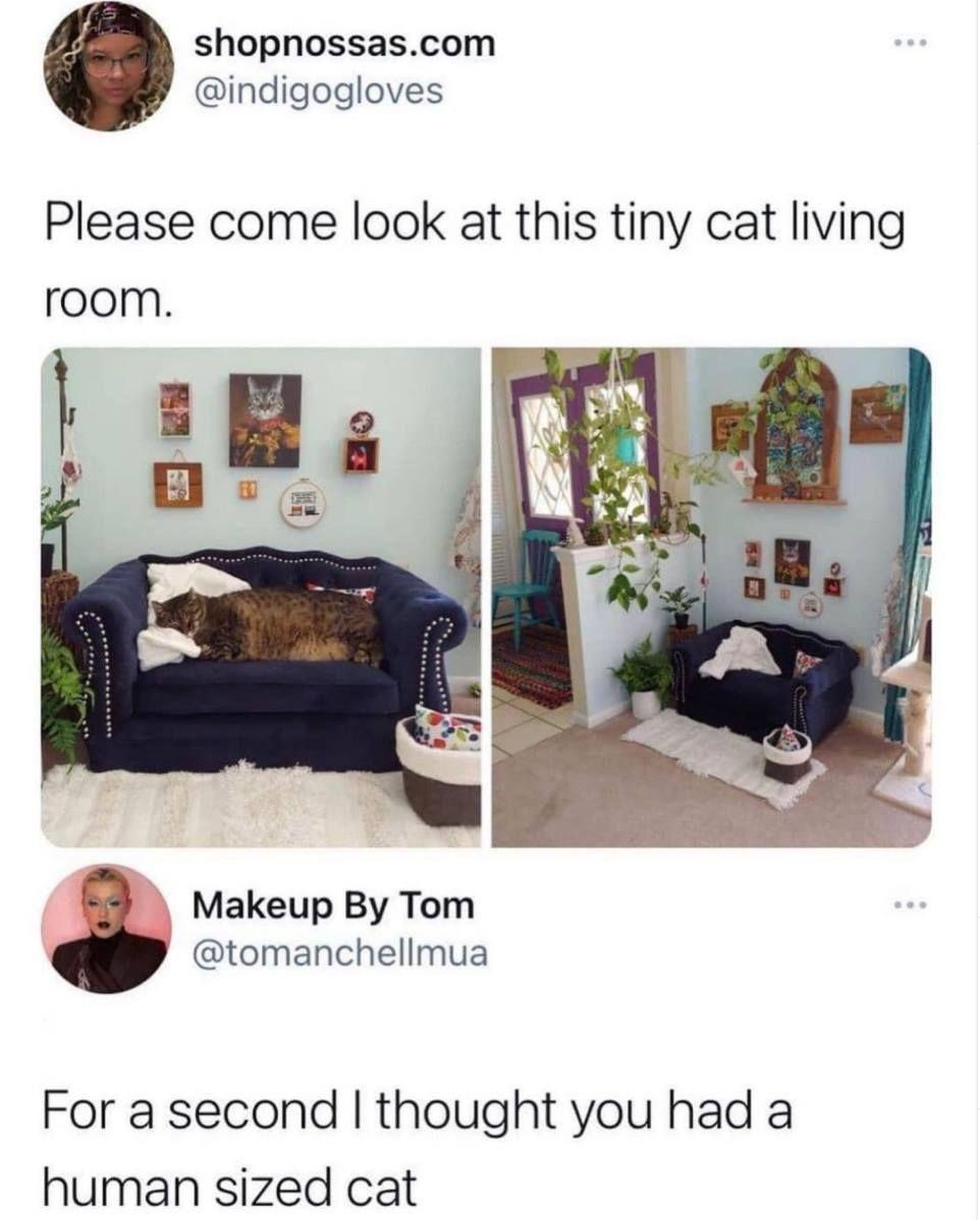 shopnossascom indigogloves Please come look at this tiny cat living room Makeup By Tom tomanchellmua w For a second thought you had a human sized cat