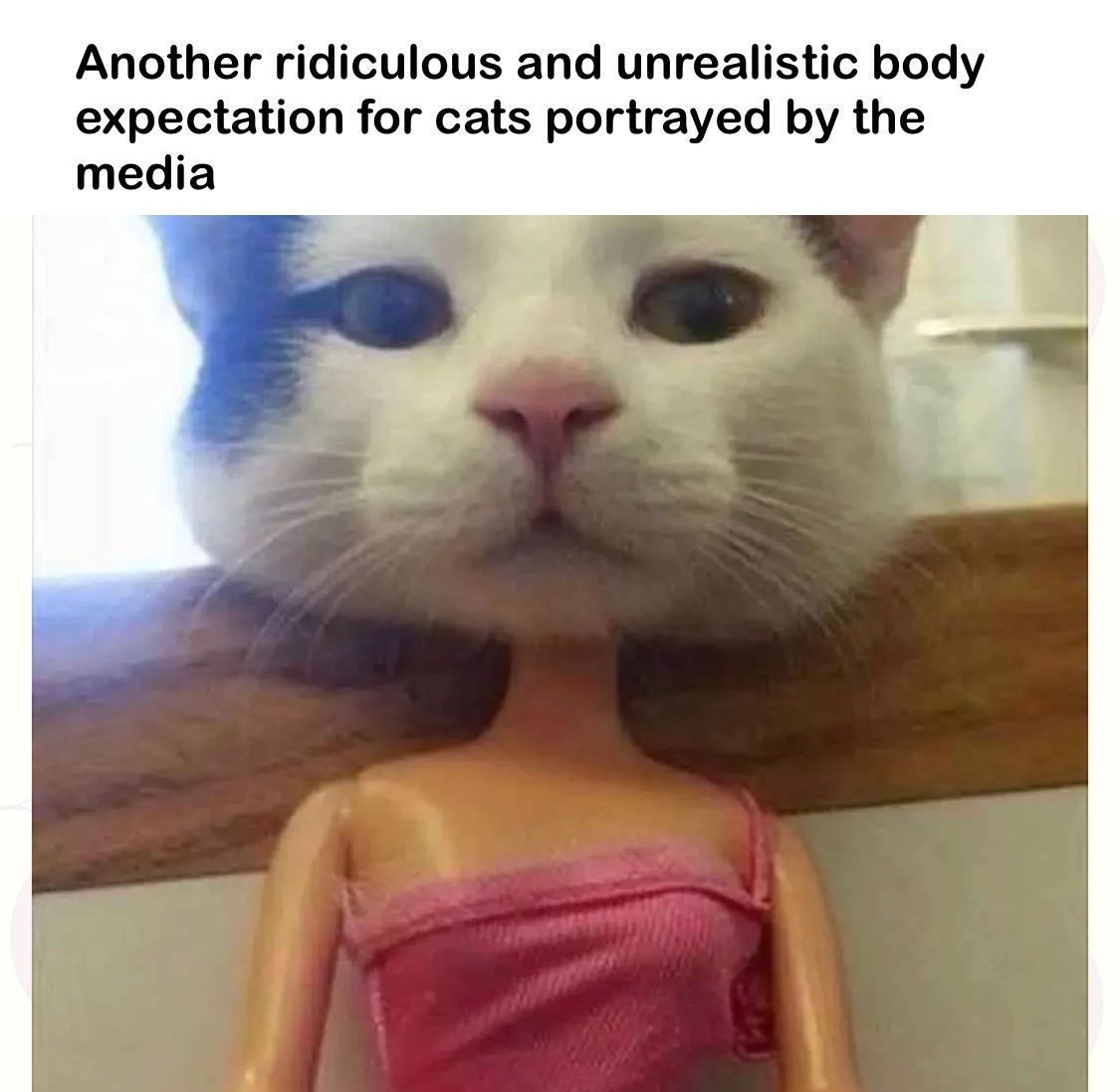 Another ridiculous and unrealistic body expectation for cats portrayed by the media the_pizzacat
