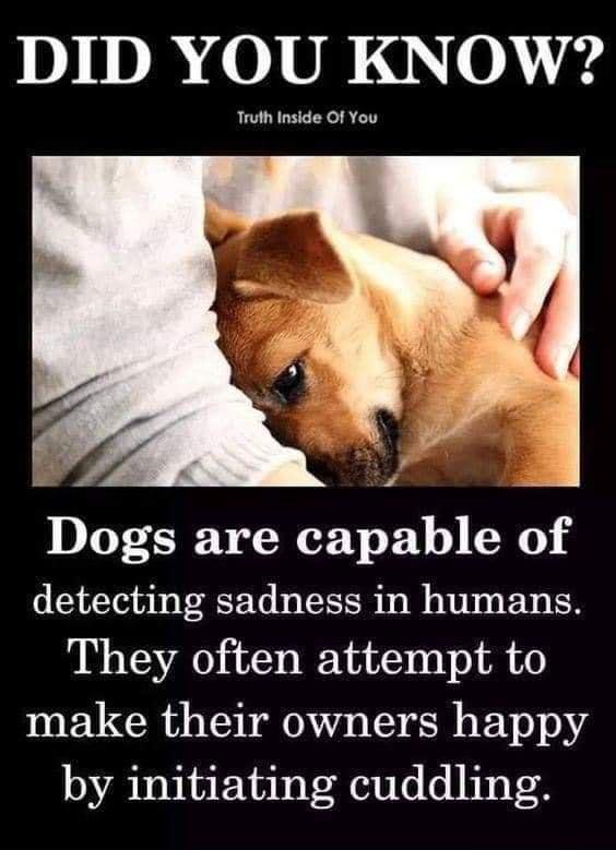 DID YOU KNOW Truth Inside Of You Dogs are capable of detecting sadness in humans They often attempt to make their owners happy by initiating cuddling