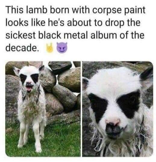 This lamb born with corpse paint looks like he's about to drop the sickest black metal album of the decade. 🤘😈