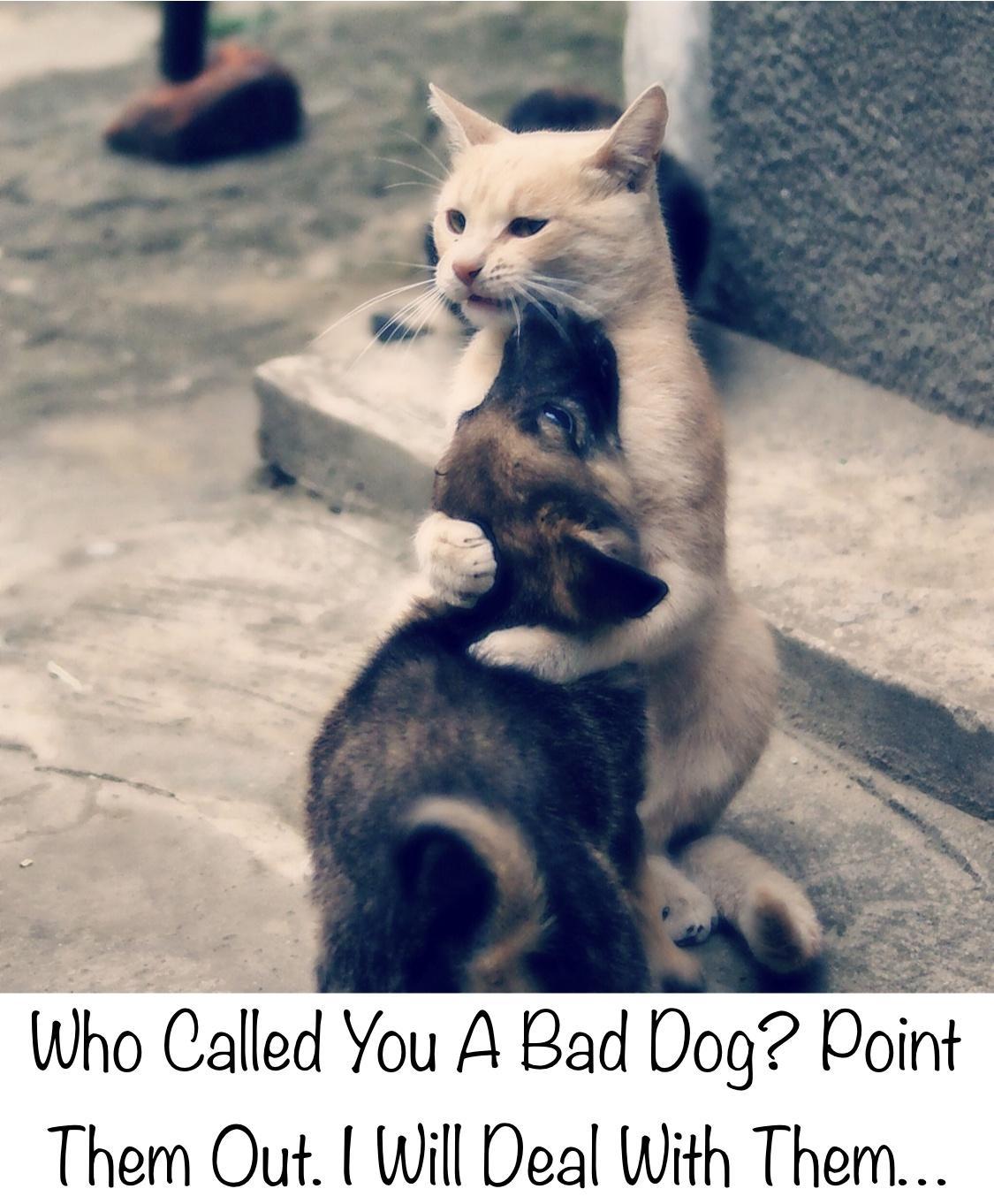 Who Called You A Bad Dog Doint Them Out Will Deal With Them