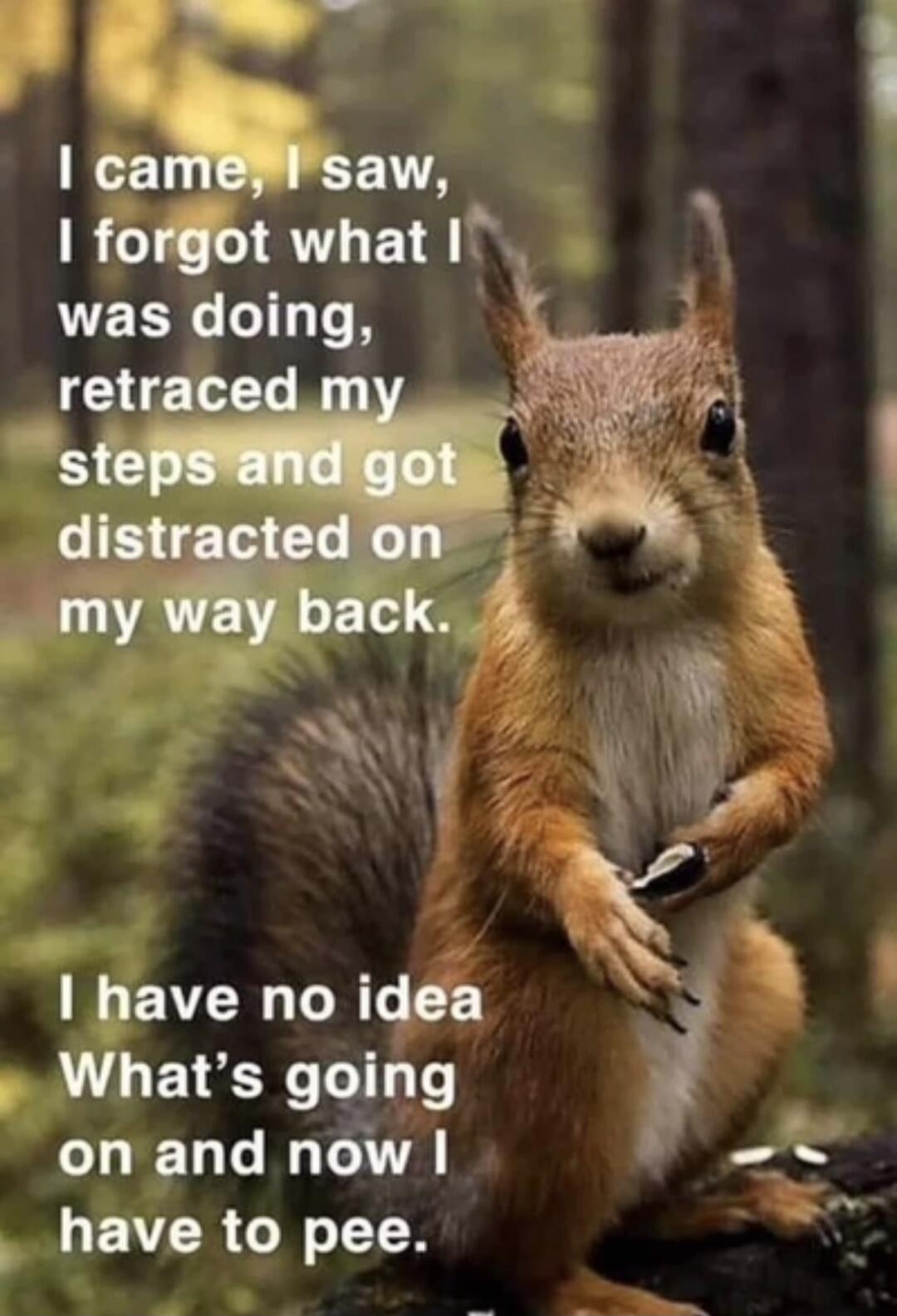 I came, I saw, I forgot what I was doing, retraced my steps and got distracted on my way back. I have no idea what's going on and now I have to pee.