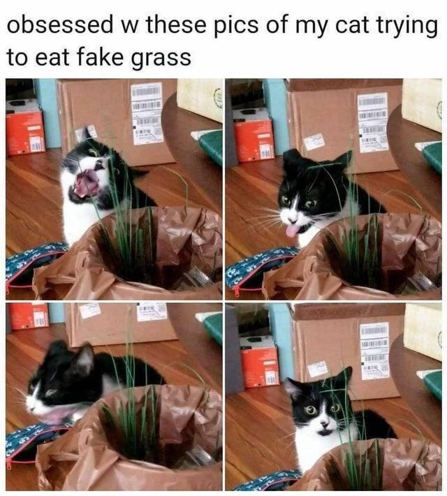 obsessed w these pics of my cat trying to eat fake grass