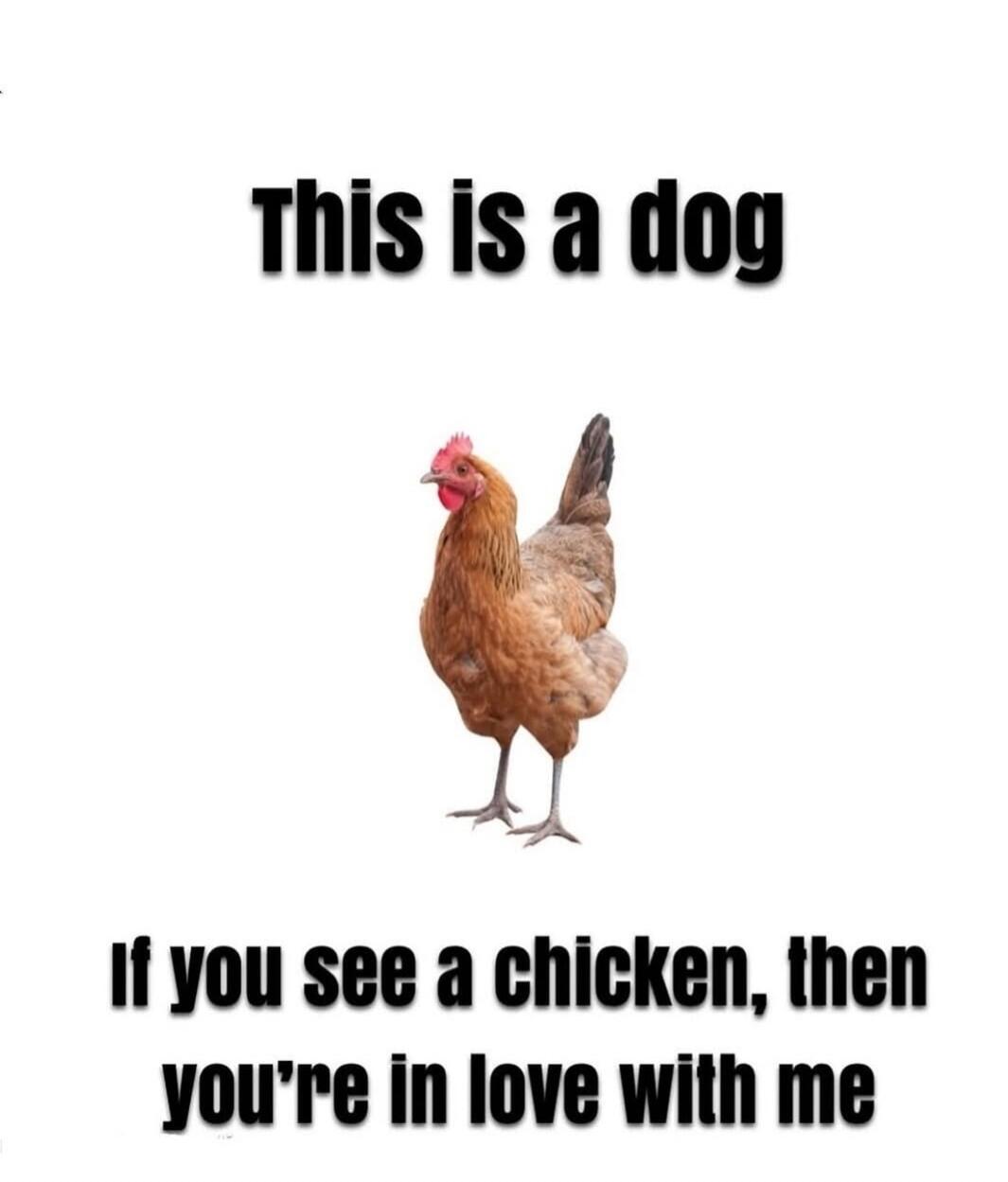 This is a dog. If you see a chicken, then you're in love with me.