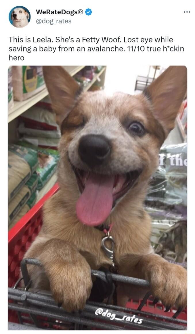 g WeRateDogs This is Leela Shes a Fetty Woof Lost eye while saving a baby from an avalanche 1110 true hckin hero