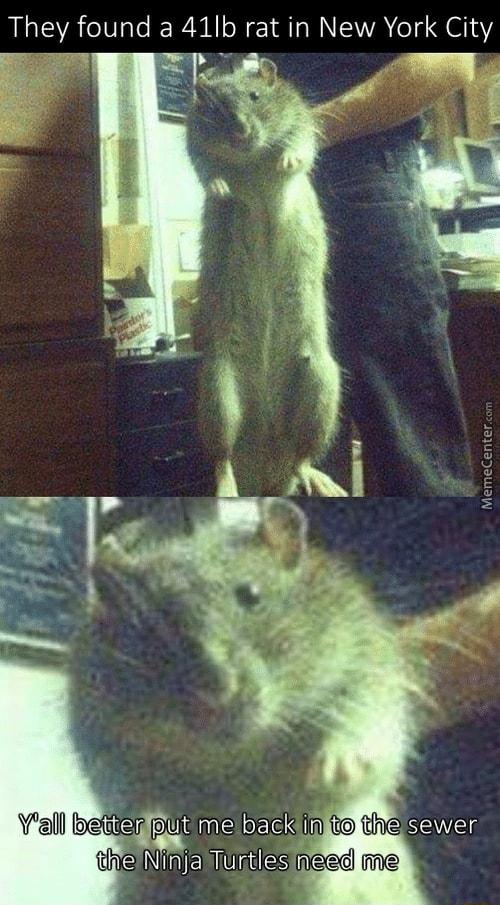 They found a 41Ib rat in New York City A Yall beebut SRR to theaWas theNRERMilES heed me