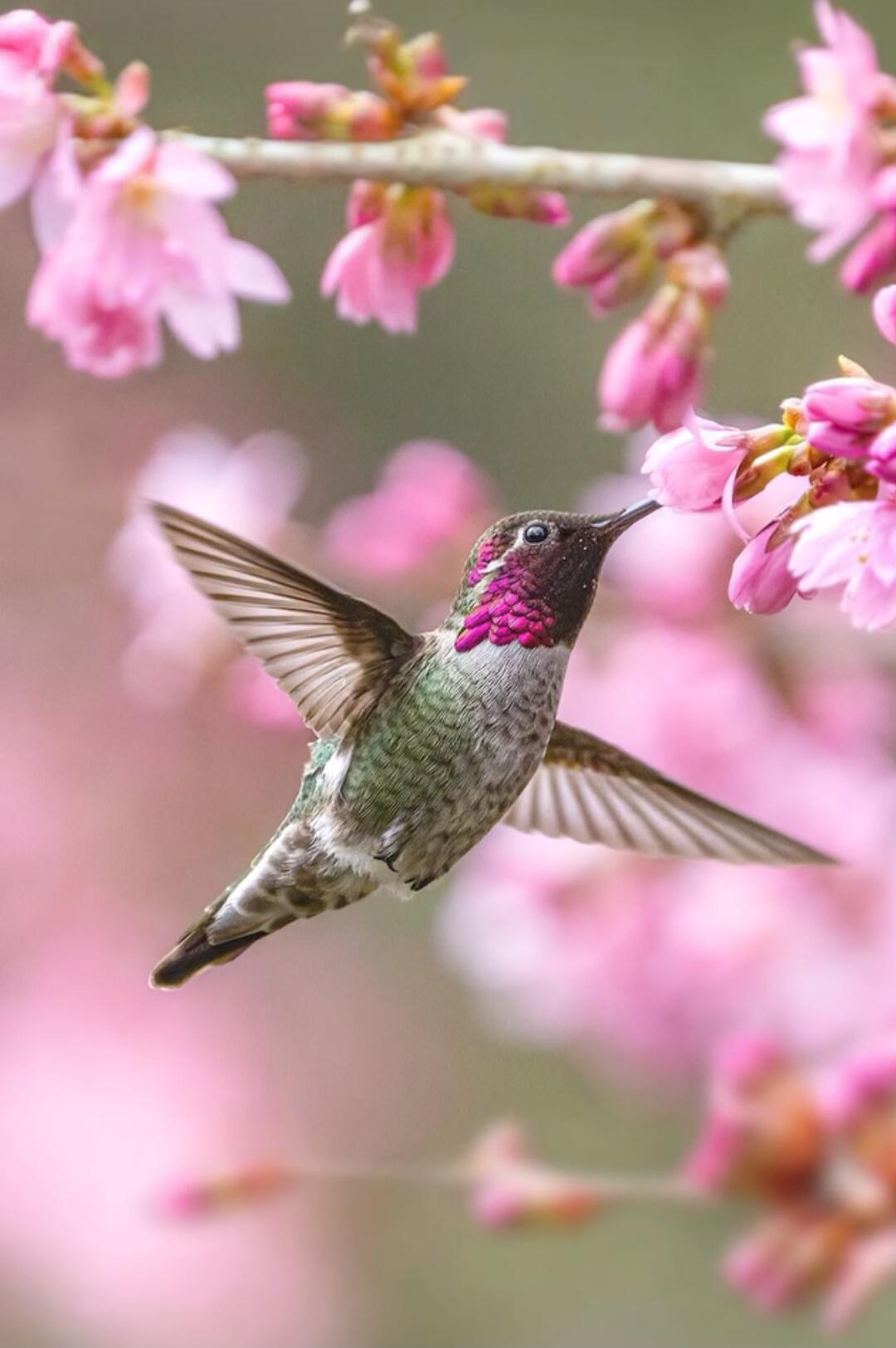 A hummingbird hovering near pink flowers.