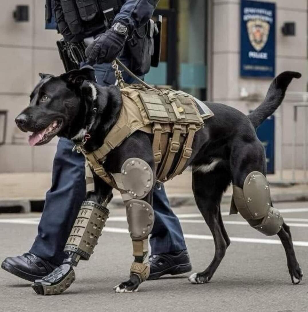 A police officer walks a black dog wearing a tactical vest and a prosthetic front leg. The dog appears to be a K9 unit member, showcasing resilience and dedication.
