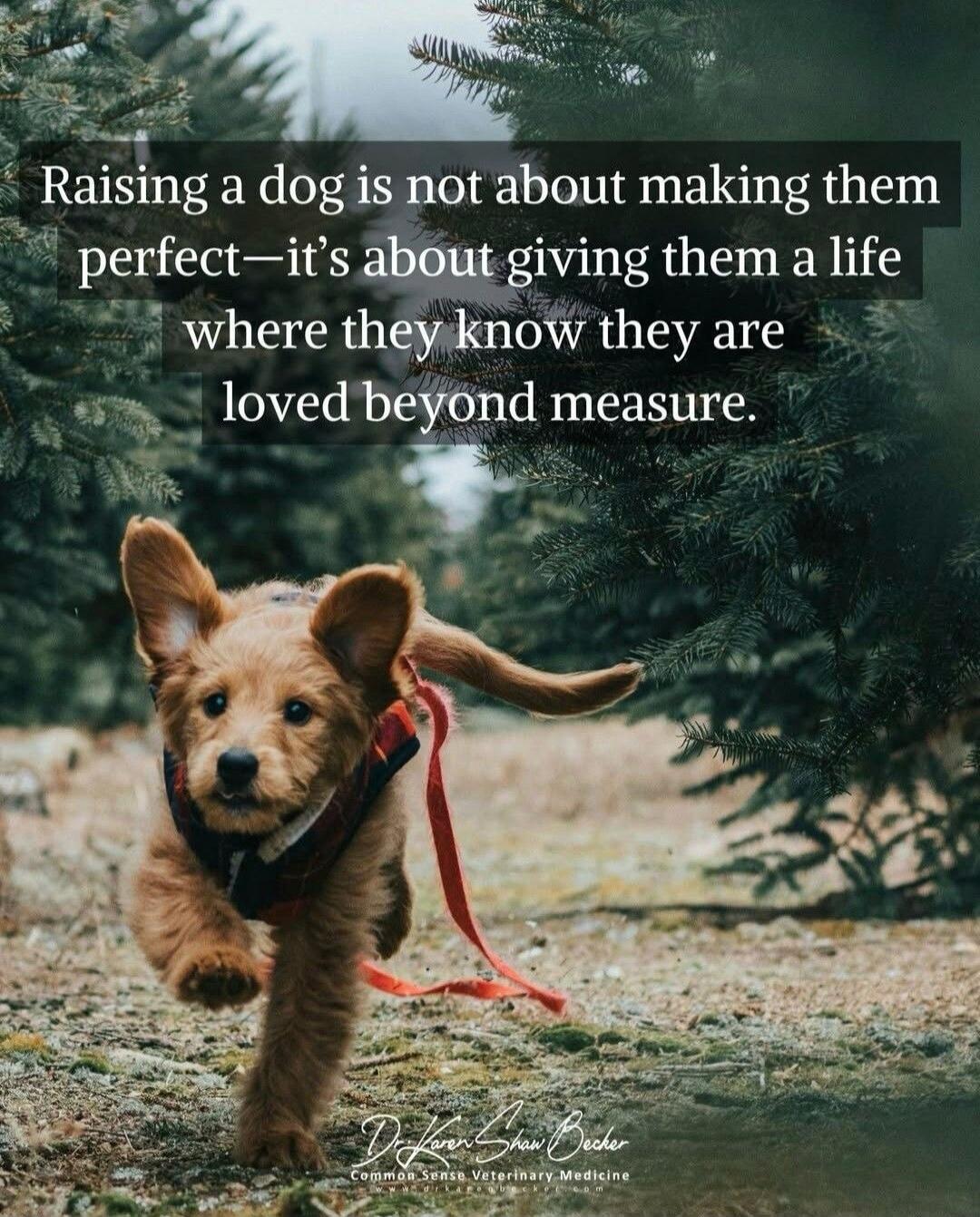 Raising a dog is not about making them perfect—it's about giving them a life where they know they are loved beyond measure. Dr. Karen Shaw Becker Common Sense Veterinary Medicine www.drkarenshawbecker.com