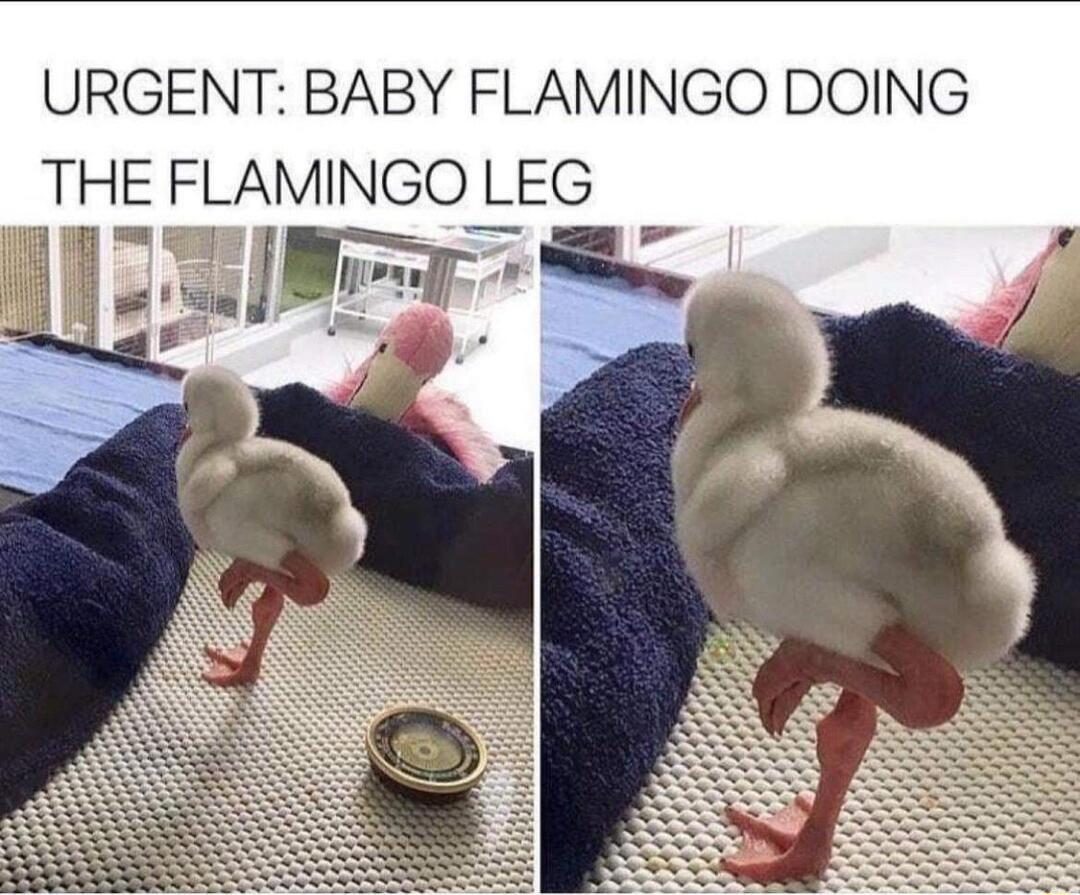 URGENT BABY FLAMINGO DOING THE FLAMINGO LEG 1B S g