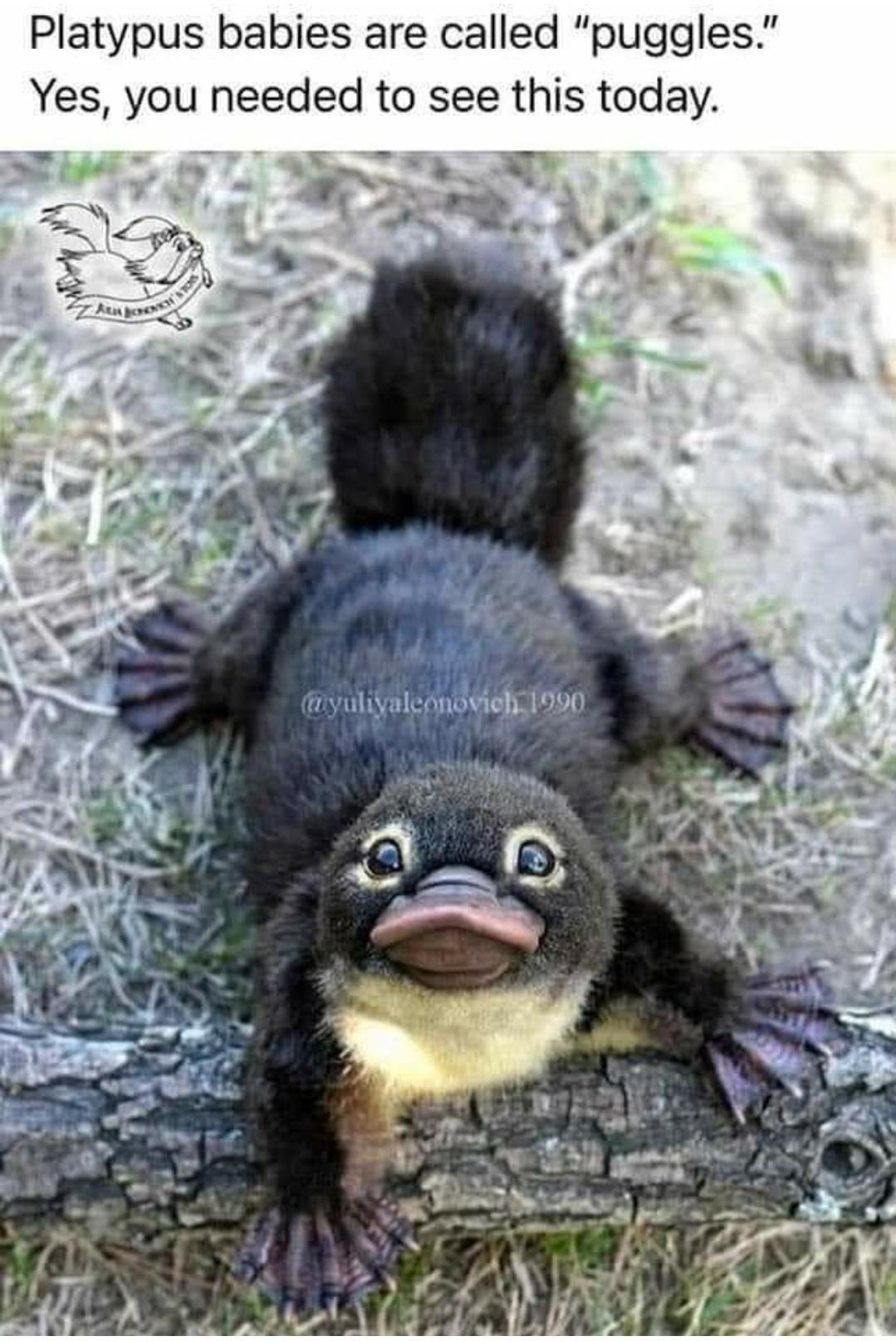 Platypus babies are called puggles Yes you needed to see this today