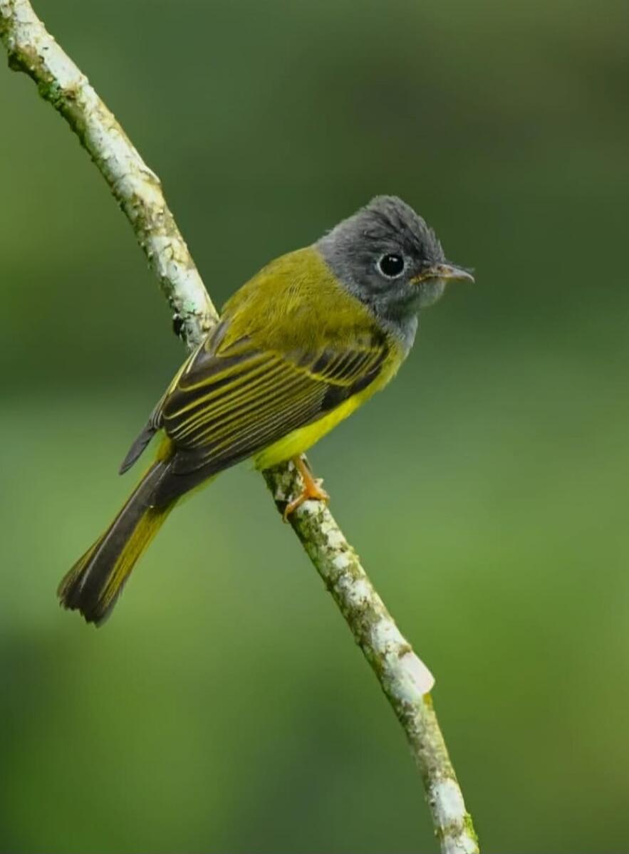 Session ID: 1009187.