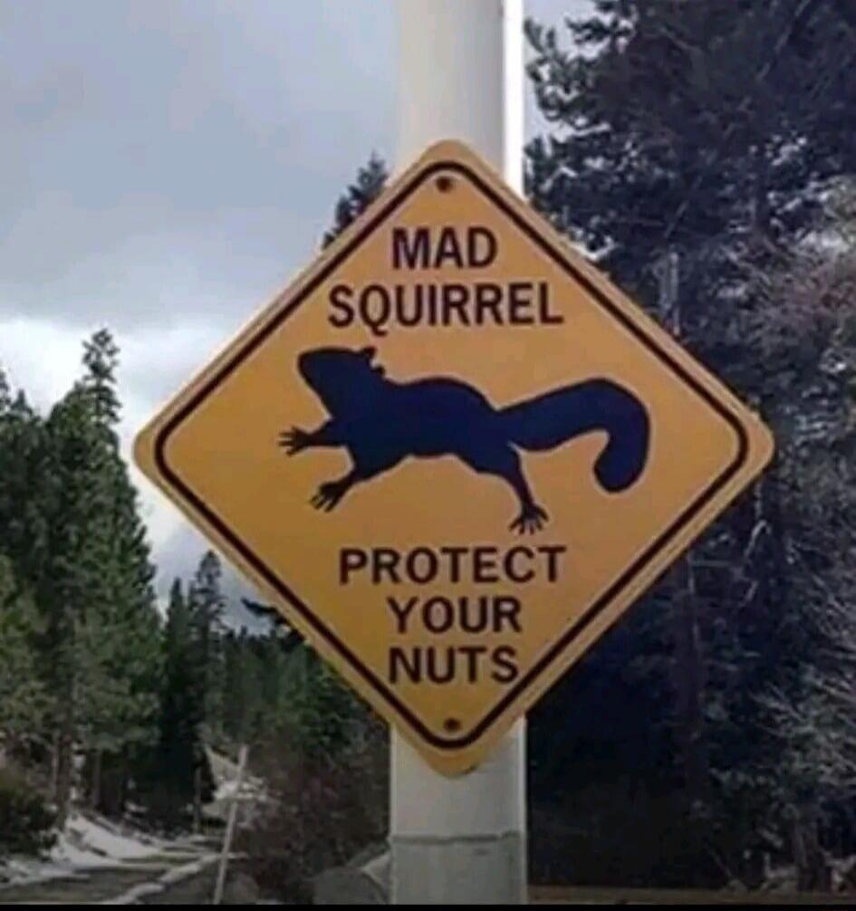 MAD SQUIRREL PROTECT YOUR NUTS