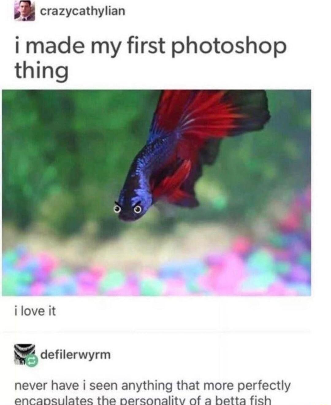 b crazycathylian i made my first photoshop thing iloveit defilerwyrm never have i seen anything that more perfectly encansulates the nersonality of a betta fich