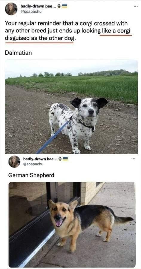 Your regular reminder that a corgi crossed with any other breed just ends up looking like a corgi disguised as the other dog Dalmatian soapachu German Shepherd