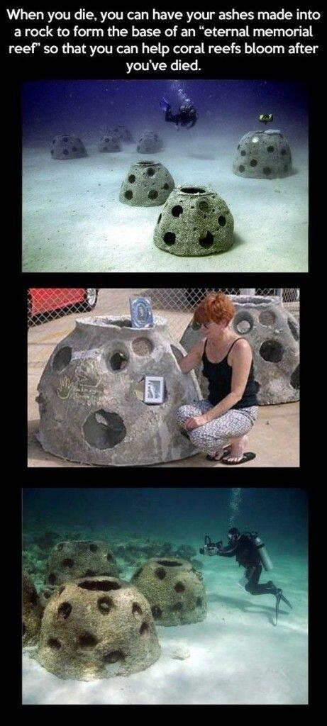When you die you can have your ashes made into arock to form the base of an eternal memorial reef so that you can help coral reefs bloom after youve died