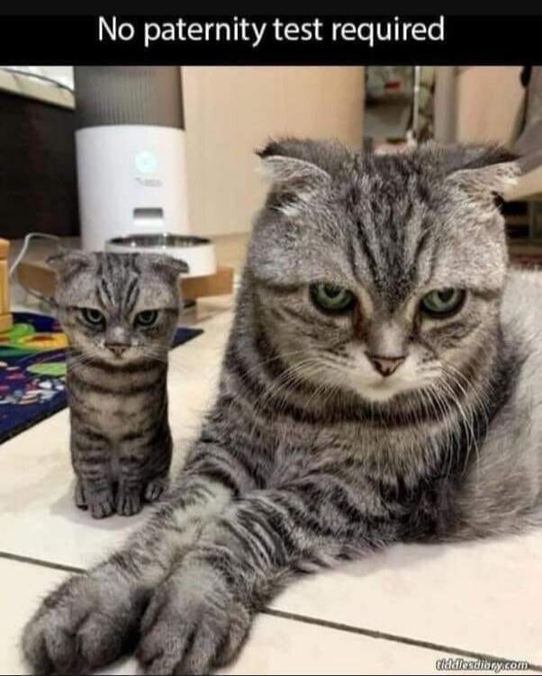 No paternity test required