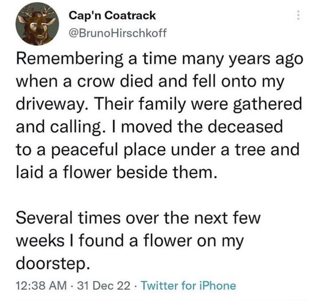 Capn Coatrack BrunoHirschkoff Remembering a time many years ago when a crow died and fell onto my driveway Their family were gathered and calling moved the deceased to a peaceful place under a tree and laid a flower beside them Several times over the next few weeks found a flower on my doorstep 1238 AM 31 Dec 22 Twitter for iPhone