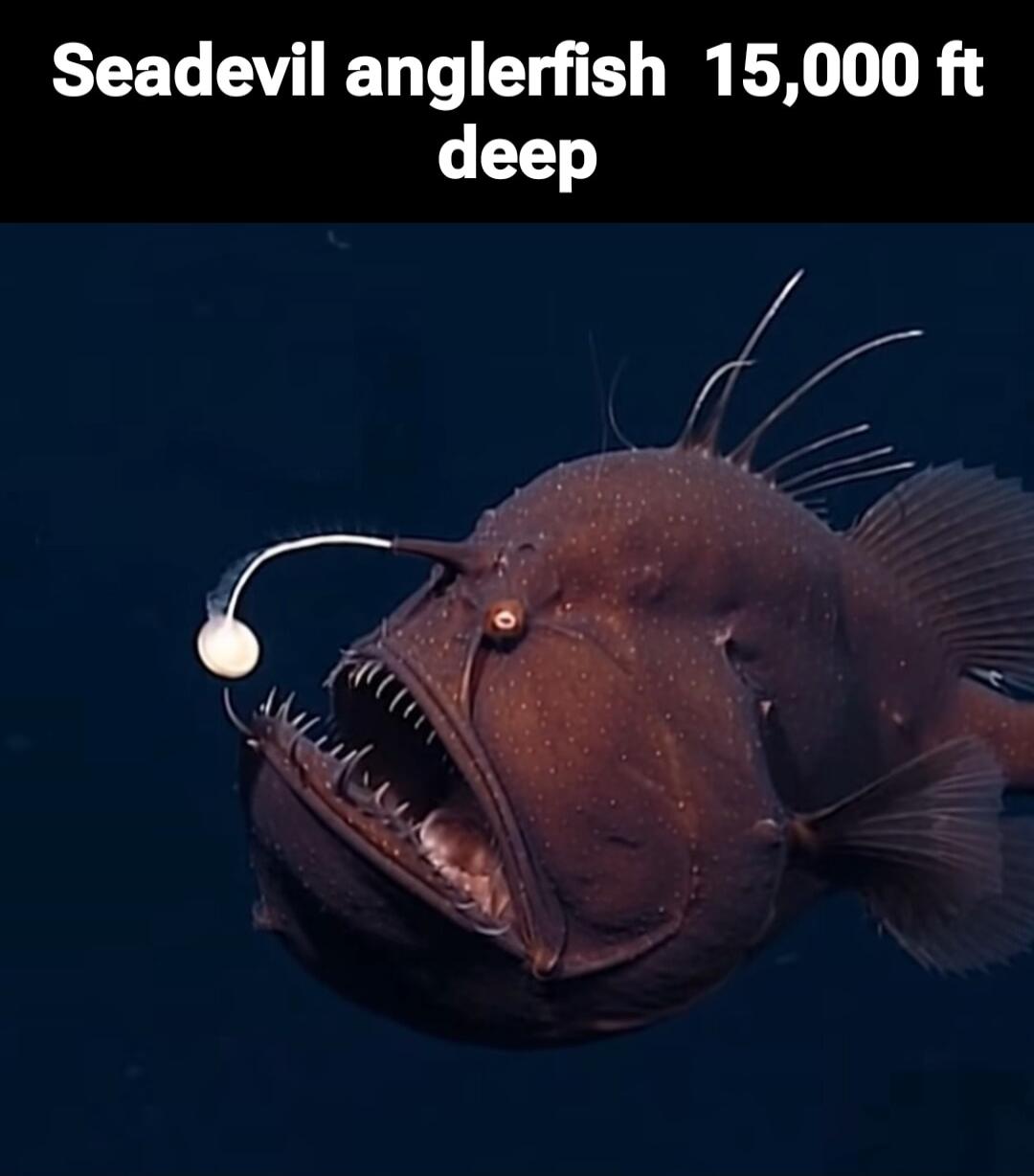 Seadevil anglerfish 15,000 ft deep