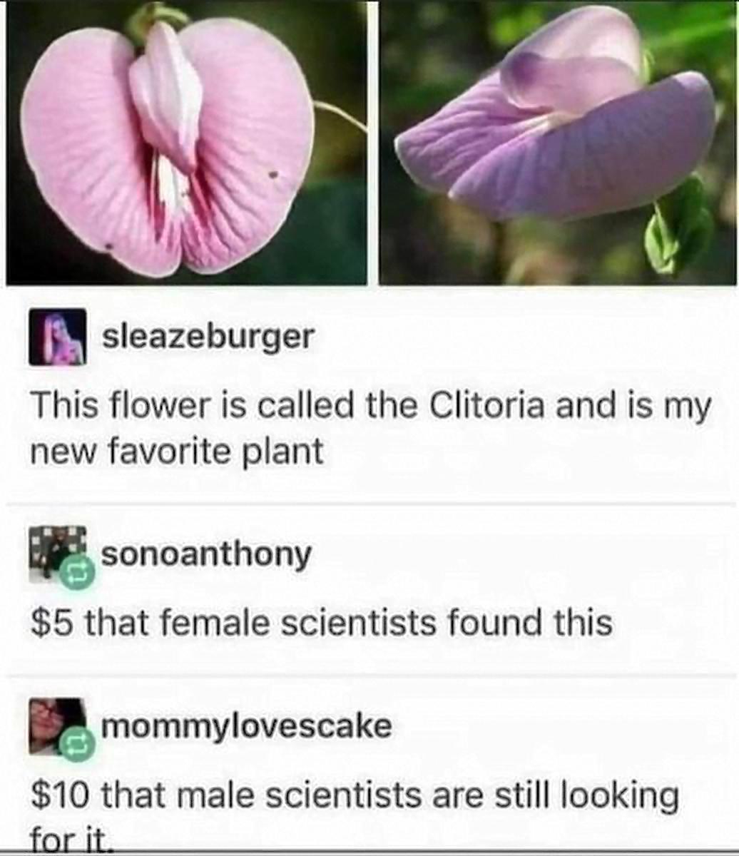 m sleazeburger This flower is called the Clitoria and is my new favorite plant sonoanthony 5 that female scientists found this mommylovescake 10 that male scientists are still looking for it