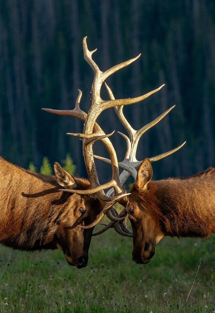 Two elk locking antlers during a fight.