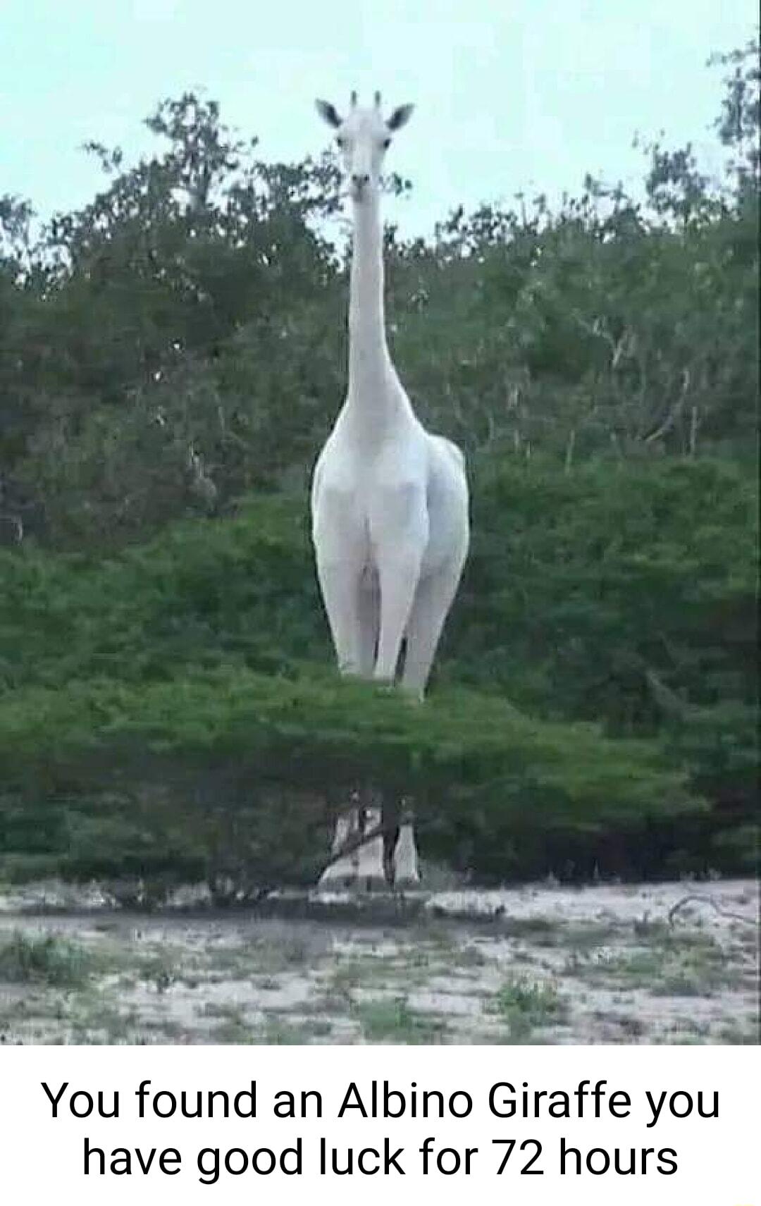 You found an Albino Giraffe you have good luck for 72 hours