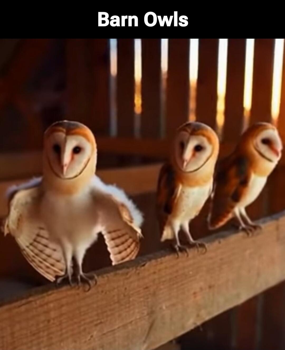 Barn Owls