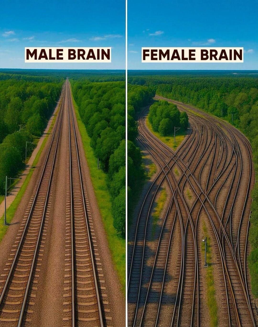 MALE BRAIN
FEMALE BRAIN