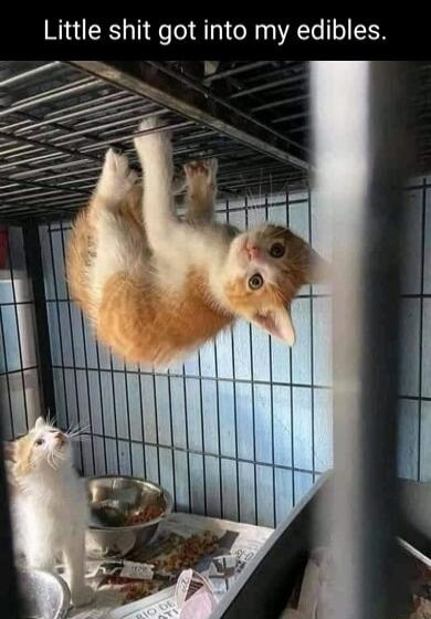 Little shit got into my edibles