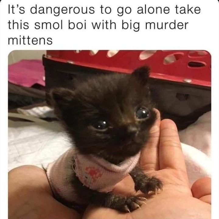 Its dangerous to go alone take this smol boi with big murder mittens