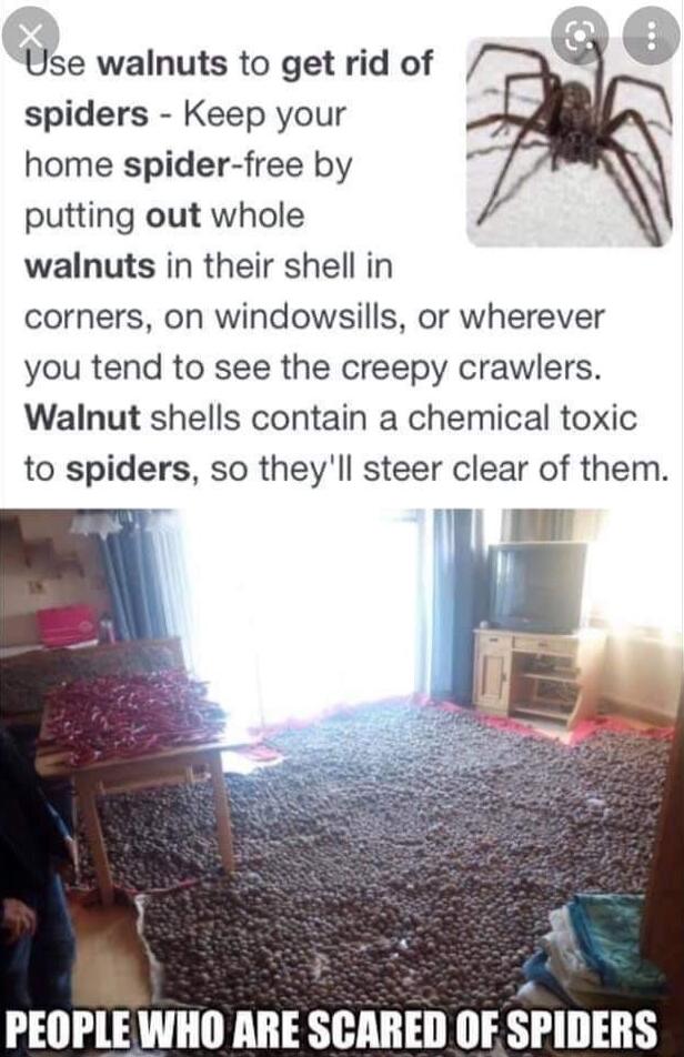Use walnuts to get rid of spiders Keep your home spider free by putting out whole walnuts in their shell in corners on windowsills or wherever you tend to see the creepy crawlers Walnut shells contain a chemical toxic to spiders so theyll steer clear of them v g PEOPLE WHO ARE SCARED OF SPIIIEBS