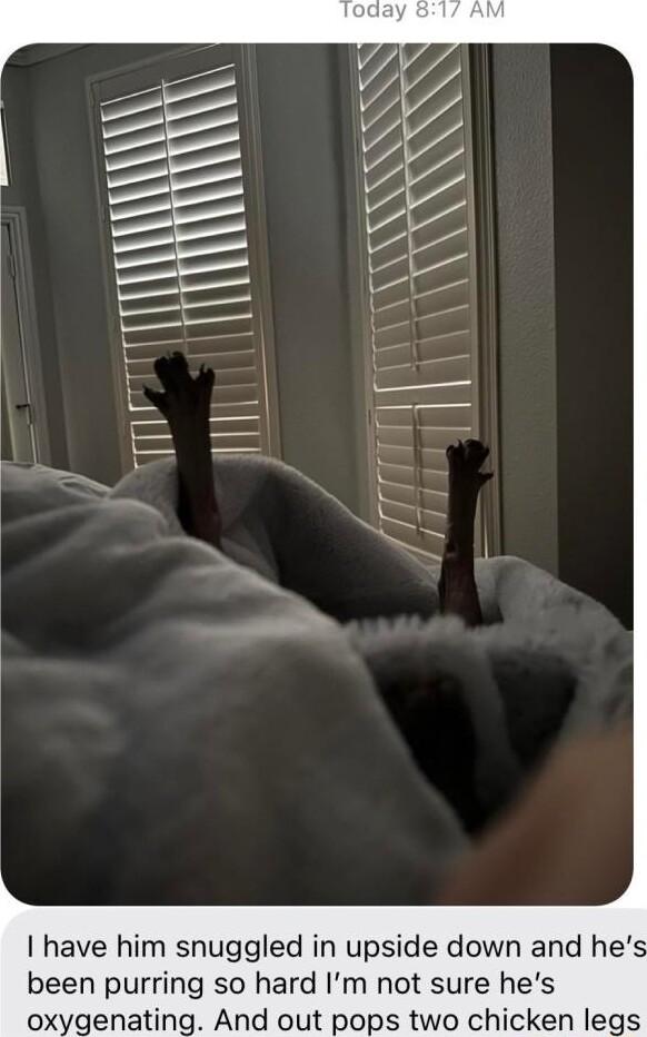 N 7 7 Z Z have him snuggled in upside down and he been purring so hard Im not sure hes oxygenating And out pops two chicken legs
