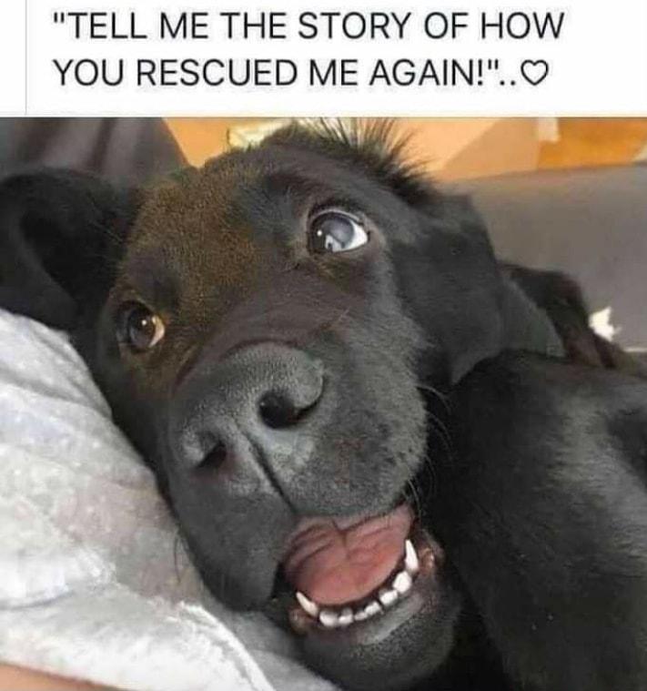TELL ME THE STORY OF HOW YOU RESCUED ME AGAINQ