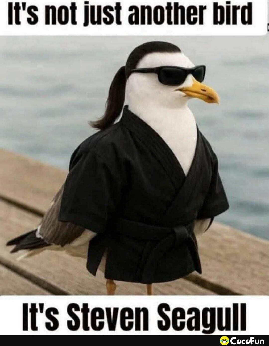 It's not just another bird. It's Steven Seagull.
