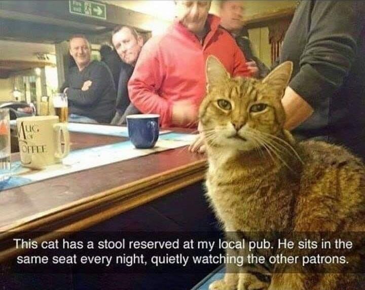 This Cat has a stool reserved at my lacal pub He sits in the same seat every night quietly watchiigthe other patrons y