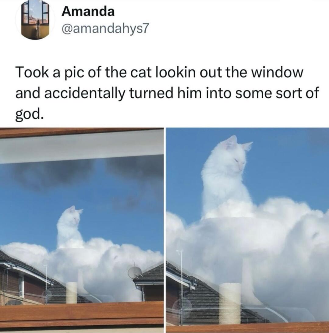 Amanda amandahys7 Took a pic of the cat lookin out the window and accidentally turned him into some sort of god